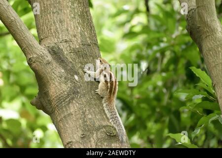 Eine gestreifte Nager Murmeltiere Streifenhörnchen Eichhörnchen (Sciuridae kletternde Arten von flughörnchen Familie) auf einem Baumstamm auf die Jagd Stimmung beschmutzt. Tier b Stockfoto