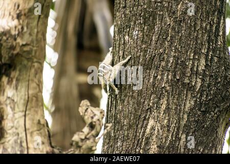 Eine gestreifte Nager Murmeltiere Streifenhörnchen Eichhörnchen (Sciuridae kletternde Arten von flughörnchen Familie) auf einem Baumstamm auf die Jagd Stimmung beschmutzt. Tier b Stockfoto