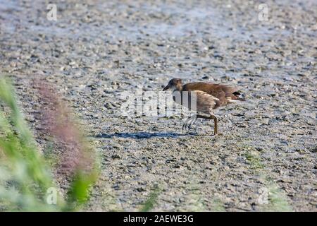 Gemeinsame sumpfhuhn Gallinula chloropus Jugendliche gehen über Schlamm in einen flachen Pool ausgesetzt, Cley Sümpfe Naturschutzgebiet, Norfolk Wildlife Trust finden, Stockfoto