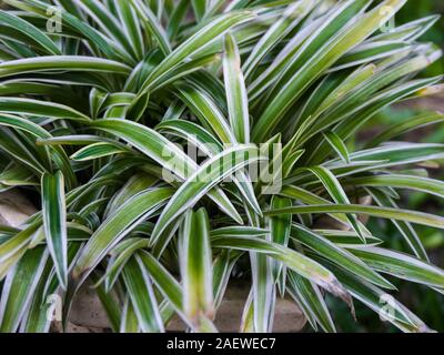 Chlorophytum Comosum, es auch als Spider Werk bekannt. Stockfoto