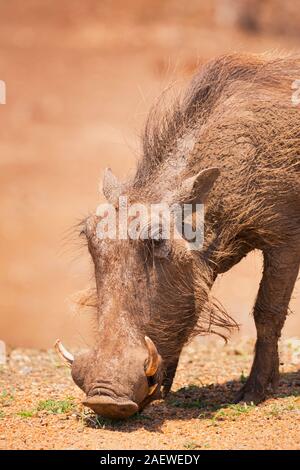 Nahaufnahme einer beweidung Warzenschwein im Krüger Nationalpark, Südafrika. Stockfoto