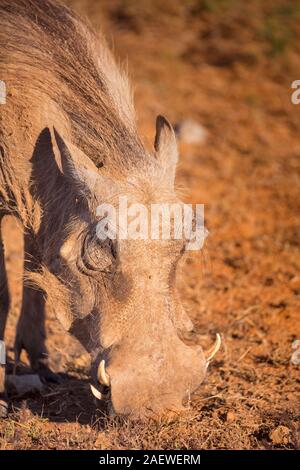 Nahaufnahme einer beweidung Warzenschwein in Addo Elephant National Park, Südafrika. Stockfoto