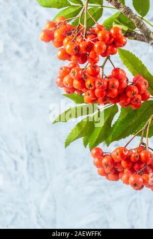 Rowan Zweig rote Vogelbeeren im Dunst silberner Hintergrund Stockfoto