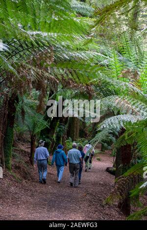 Gruppe zu Fuß auf der Nature Trail in St. Columba Falls State Reserve, Tasmanien, Australien. Stockfoto