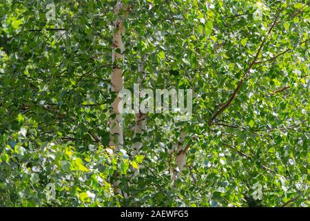 Birke Laub im Sommer. Natürliche Hintergrund - ein Sommer Birke Stamm und Blätter. Stockfoto