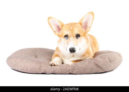 Welsh Corgi Pembroke Welpen in einem hundebett isoliert weißer Hintergrund Stockfoto