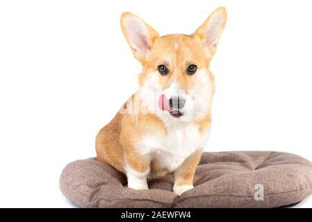 Welsh Corgi Pembroke Welpen in einem hundebett isoliert weißer Hintergrund Stockfoto