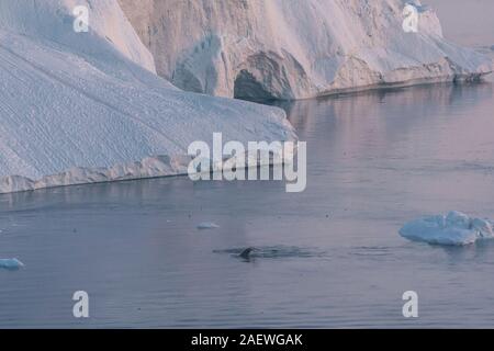 3 Buckelwal Tauchen in der Nähe von Ilulissat unter Eisberge während Pink midnight sun. Sonnenaufgang und Sonnenuntergang. Die Quelle wird von der Jakobshavn Gletscher. Die Stockfoto