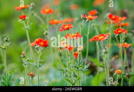 Geum coccineum im Frühling Garten. Rote Blumen der blühenden Geum aleppicum. Floral background. Close-up. Stockfoto