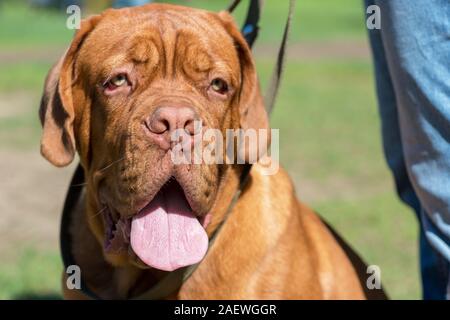 Bordeauxdogge (bordeauxdog) Welpen uncropped Ohr sonnigen Tag steht Stockfoto