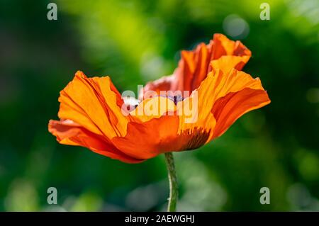 Makro Foto von einem einzigen poppy flower. Hintergrund Textur der rote Mohn Blume. Selektiver Fokus, Nahaufnahme. Stockfoto