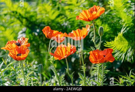 Roter Mohn Blumen im Garten Grundstück. Geringe Tiefenschärfe. Close-up. Stockfoto