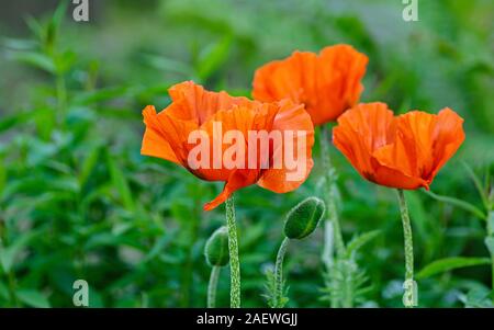 Schöne floral background von rot blühenden Mohn. Close Up. Stockfoto