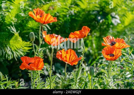 Roter Mohn Blumen im Garten Grundstück. Geringe Tiefenschärfe. Floral background. Close Up. Stockfoto