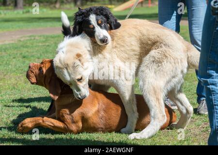 Kämpfen oder Spielen von drei Hunde sonnigen Tag Stockfoto