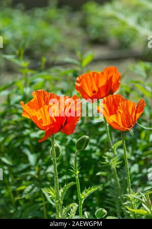 Roter Mohn Blumen im Garten Grundstück. Geringe Tiefenschärfe. Vertikale Rahmen. Stockfoto