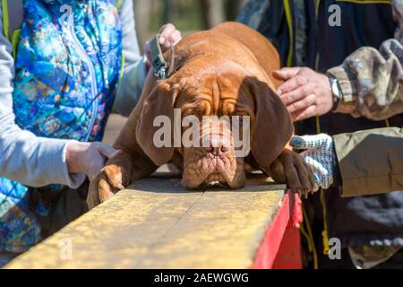 Bordeauxdogge (bordeauxdog) Welpen uncropped Ohr am Ausleger Stockfoto