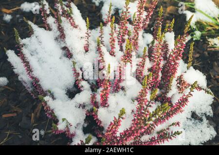 Red Heather Blumen mit Schnee bedeckt, natürliche Makro Foto. Calluna Vulgaris bekannt als gemeinsame Heather, Leng, oder einfach Heather Stockfoto