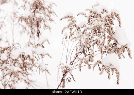 Trockene wilde Blumen kauerte mit Schnee, Winter natürliche Hintergrund Foto fith Soft selektiven Fokus Stockfoto