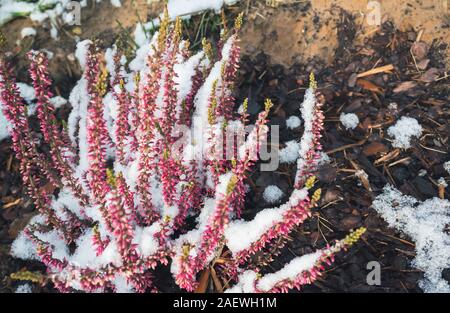 Purple Heather Blumen mit Schnee bedeckt, natürliche Makro Foto. Calluna Vulgaris bekannt als gemeinsame Heather, Leng, oder einfach Heather Stockfoto