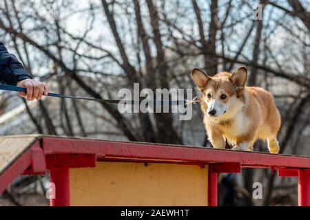 Welsh Corgi Pembroke Welpen auf Ausleger Stockfoto