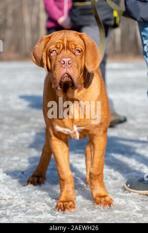 Bordeauxdogge (bordeauxdog) Welpen uncropped Ohr steht winter schnee Stockfoto