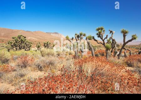 Joshua Bäume, in der südlichen Sierra Nevada in Kalifornien an einem klaren Tag. Stockfoto