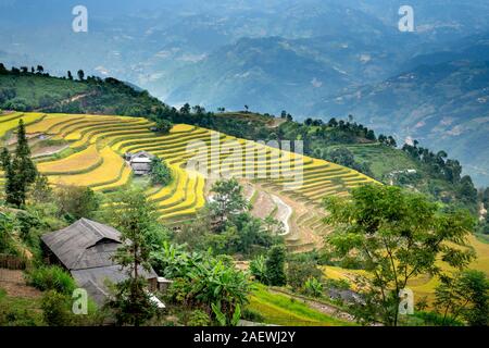 Hoang Su Phi, Provinz Ha Giang, Vietnam - 25. September 2019: Die Ernte reifer Reis von ethnischen Minderheiten in Hoang Su Phi, Provinz Ha Giang, Vietnam Stockfoto