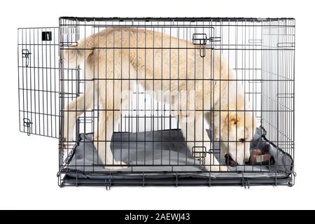 Happy alabai Shepherd Welpen in einem eisernen Kasten isoliert weißer Hintergrund Stockfoto