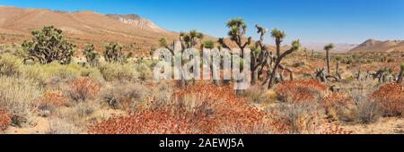 Joshua Bäume, in der südlichen Sierra Nevada in Kalifornien an einem klaren Tag. Stockfoto