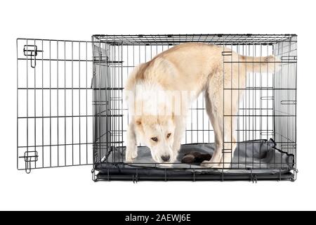 Happy alabai Shepherd Welpen in einem eisernen Kasten isoliert weißer Hintergrund Stockfoto