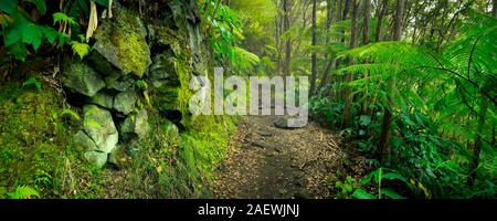 Üppigen Regenwald entlang der Spur in der Kilauea Iki Trail im Volcanoes National Park, Big Island Hawaii, USA. Stockfoto