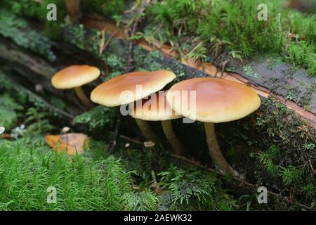 Gymnopilus penetrans, bekannt als gemeinsame Rustgill, Pilze aus Finnland Stockfoto