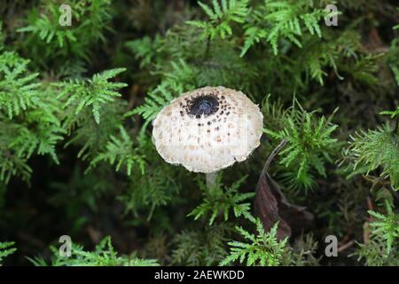 Lepiota Felina, die gemeinhin als Katze Dapperling, wilde Pilze aus Finnland bekannt Stockfoto