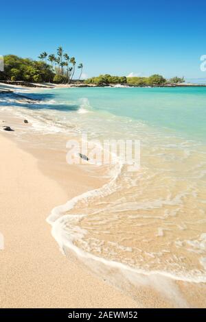 Maiahula Beach auf Big Island Hawaii, USA, einem herrlichen weißen Sandstrand mit türkisfarbenem Wasser und Palmen. Stockfoto