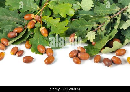 Viele braune Eicheln und Ast mit Blätter weißer Hintergrund Stockfoto