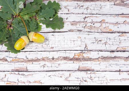 Zwei große gelbe Eicheln auf Eiche Blätter weißes Holz Hintergrund Stockfoto