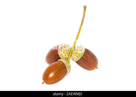 Drei große braune Eicheln isoliert weißer Hintergrund Stockfoto