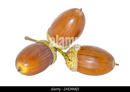 Drei große braune Eicheln closeup weißer Hintergrund Stockfoto