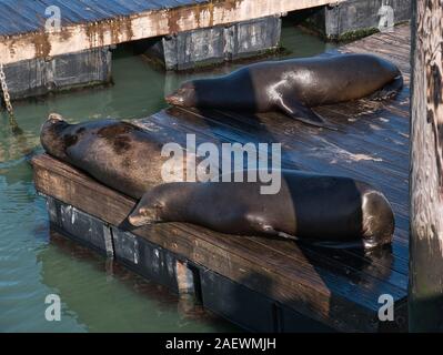 Drei Seelöwen faul in der Sonne liegend am Pier 39 in San Francisco Stockfoto