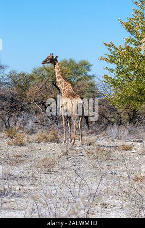 Angolas Giraffa giraffa Giraffen - angolensis - Essen aus dem Gebüsch auf den Ebenen von Etosha Nationalpark in Namibia. Stockfoto