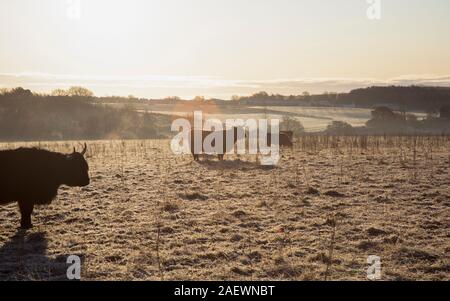 Highland Kühe in Morgen Frost auf Daisy Hill, County Durham Stockfoto