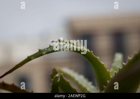 Aloe Vera Pflanze. Nass im Winter Regen, der Geruch der Erde, Gesundheit,  Haus, und alles, was gut im Winter Stockfotografie - Alamy