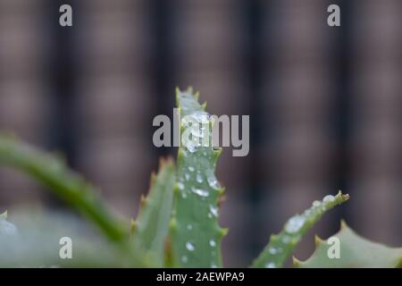 Aloe Vera Pflanze. Nass im Winter Regen, der Geruch der Erde, Gesundheit,  Haus, und alles, was gut im Winter Stockfotografie - Alamy