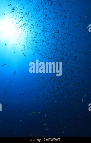 Schwarm von Anchovis Fisch in den tropischen Gewässern des Roten Meeres Stockfoto