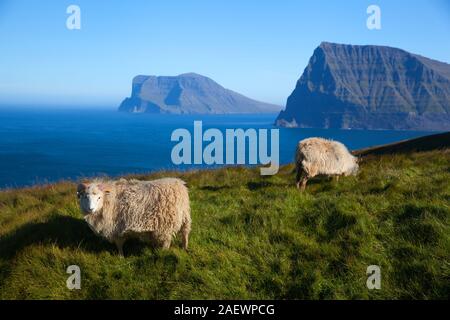 Herde Schafe auf der Weide auf Kalsoy Insel, Kallur Leuchtturm Lage Stockfoto
