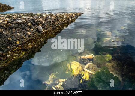 Die Überreste der Krabben auf den Steinen in der Nähe des Meeres. Ort der Seevögel Mahlzeit. Die Schalen der Gliederfüßer. Reste nach dem Frühstück von Möwen. Stockfoto