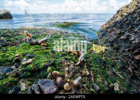 Die Überreste der Krabben auf den Steinen in der Nähe des Meeres. Ort der Seevögel Mahlzeit. Die Schalen der Gliederfüßer. Reste nach dem Frühstück von Möwen. Stockfoto