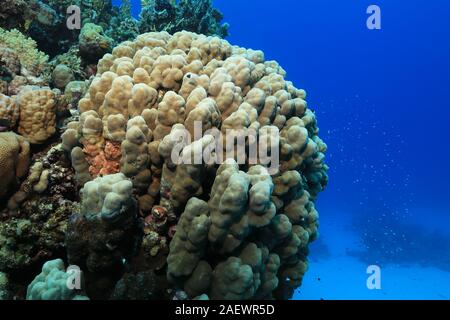 Tropische Korallen Riff unter Wasser im Roten Meer Stockfoto