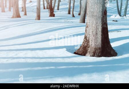 Winterlandschaft, verschneite Bäume und Schneeverwehungen im Wald. Winter Schnee morgen Szene. Bunte Winter Hintergrund Stockfoto